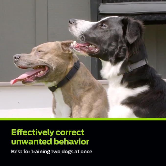 Premier Pet Dog Shock Collar - Safe Behavior Training - 1000ft Long Range Training Shock Collar with Remote - Waterproof Rechargeable Design - 3 Modes - 16 Levels of Static Stimulation - 2 Collars
