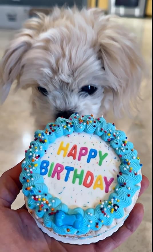 Lot of 6 Dezicakes Crispy Vanilla Blue Dog Birthday Cakes- Edible Puppy Party Crispy Vanilla Rice Cake- Handmade with Love- Perfect Dog Party Cake Boxed, Iced and Decorated