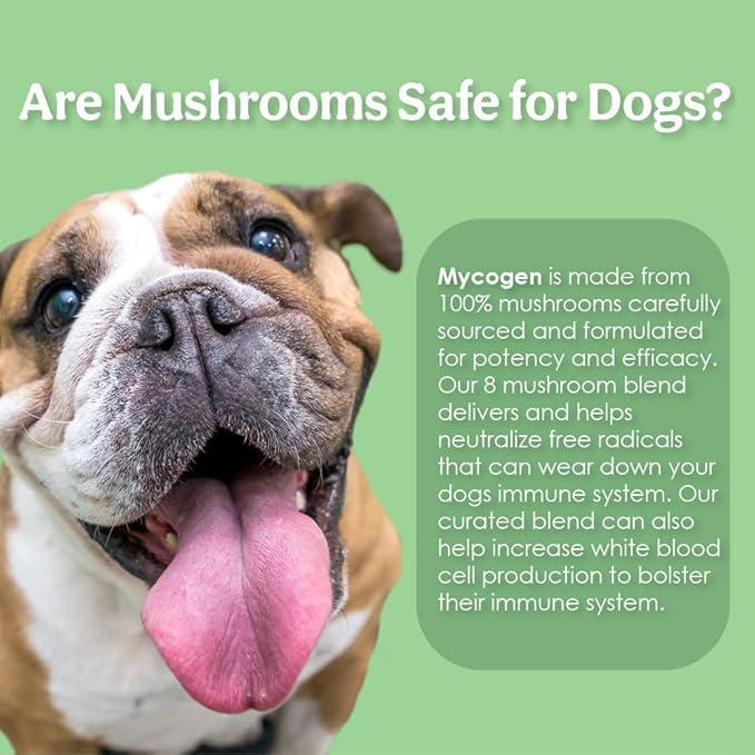 Mycogen Soft Chew for Dogs - 8 Species Mushroom Blend for Critical Immune System Support- Turkey Tail, Reishi, Shiitake, Cordyceps, Black Tree Fungus-240 Tasty Soft Chews
