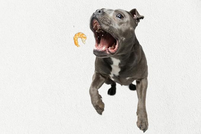 Bussin' Bites Premium Human Grade Freeze Dried Dog Treats/Cat Treats Training Treats and Meal Topper (1.5 oz Shrimp)