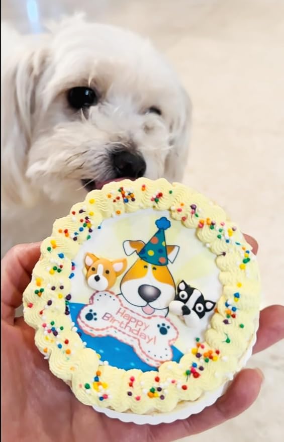 Lot of 6 Dezicakes Crispy Yellow 3D Dog Birthday Cakes- Edible Puppy Party Crispy Corn Grits Cake- Handmade with Love- Perfect Dog Party Cake Boxed, Iced and Decorated