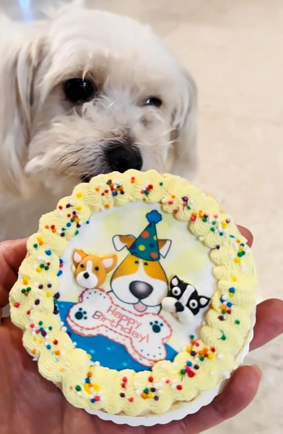 Crispy Yellow 3D Dog Birthday Cake- Edible Puppy Party Crispy Corn Grits Cake- Handmade with Love- Perfect Dog Party Cake Boxed, Iced and Decorated