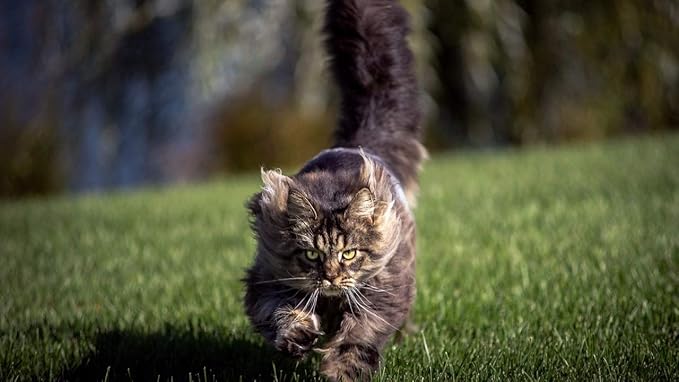 I LOVE MY PETS LLC cat Joint Health Treats - CAT Hip and Joint Support - Best Strong Formula - Vitamin c for Cats - 120 Treats (1 Bottle)