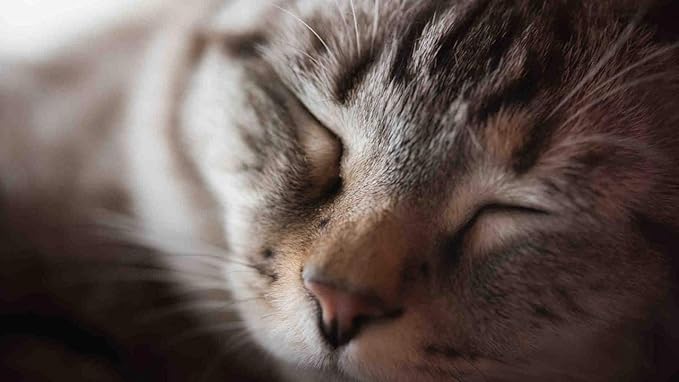 I LOVE MY PETS LLC cat Dry Skin Relief - CAT Hair and Coat Health - Healthy Skin - Premium Quality Treats - Vitamin b for Cats - 3 Bottles (180 Tablets)