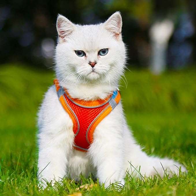 BESPORTBLE Pet Vest Harness Leash Set L Breathable Reflective No-Pull Dog Cat Harness for Outdoor Walking Puppy Pet Supply
