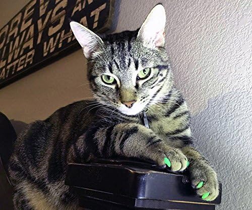 6 Month Supply Soft Nail Caps for Cats Orange Small - Extra Adhesives