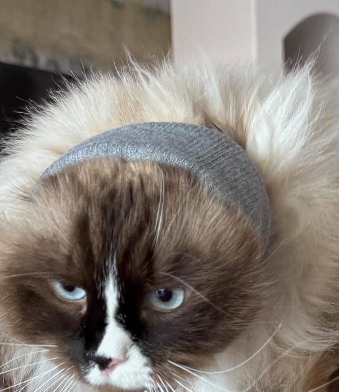 Pet Hoodz for Cats, Anxiety, Grooming, Ear Muffs, Cat Ear Protection, Calming, Ear Compression, Pet Hoodie, Cat Hoodie, Soft-Expandable Fabric for Cats, (Blue, LRG)