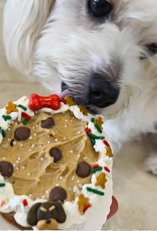 Dog Birthday Cake- Puppy Party Christmas Cookie Gift- Bad to The Bone- Perfect Dog Treat Boxed & Decorated for Dogs