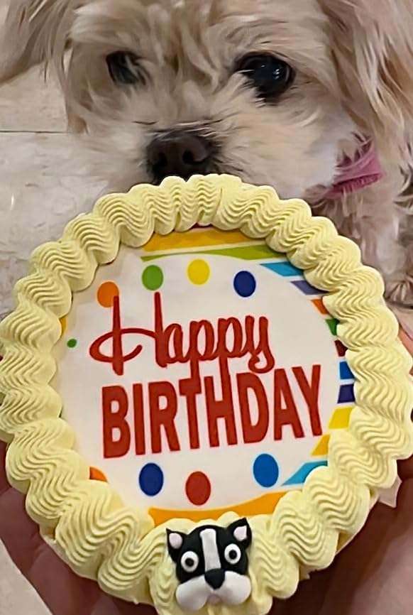 Crispy Yellow Pop Corn Dog Birthday Cake- Edible Puppy Party Crispy Pop Corn Cake- Handmade with Love- Perfect Dog Party Cake Boxed, Iced and Decorated