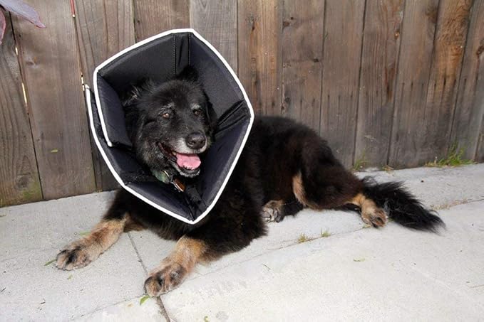 All Four Paws Comfy Cone Pet Cone for Dogs, Cats, Small-Long, Black - Comfortable Soft Dog Cone Collar Alternative for After Surgery, Wound Care, Spay, Neuter - Dog and Cat Recovery Collar
