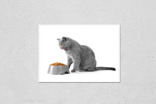 HardPress Wall Art Poster Print of British Cat Eats Food on Isolation. a Cat Lickens in Front of a Bowl with Food. The Short-Haired Gray Cat Eats The Food from The Plate.