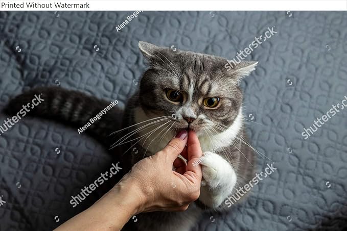 HardPress Wall Art Poster Print of A Funny Grey British Shorthaired Cat Reaches for Food. Favorite Pet Treat.