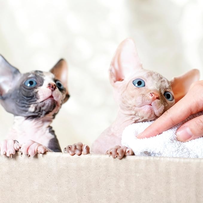 Avantic Pets Purr Fresh Dry Shampoo for Sphynx Cats, Alcohol-Free, No-Rinse Formula, Coconut-Based Cleanser, Hydrates & Soothes Sensitive Skin, 200ml