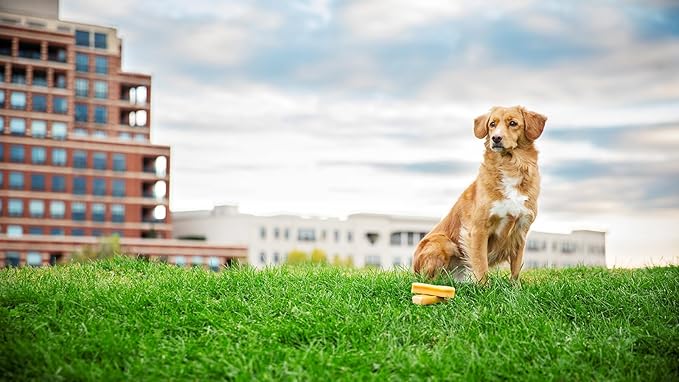 peaksNpaws Yak Cheese, High Protein, Himalayan Dogs Chews, Natural Dog Treats, Lactose Free, Long Lasting Dogs Treat for Aggressive Chewers Under 35 lbs 3 Medium Chew Sticks