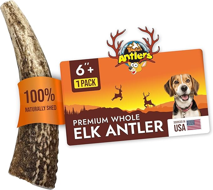 Tibetan Elk Antler for Dogs, Grade-A, 6", Pack of 1 (Whole)