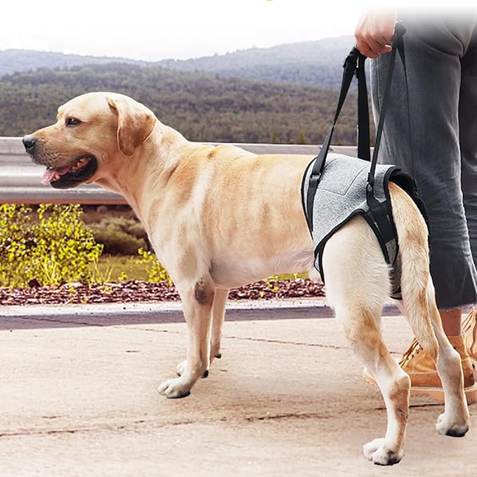 Dog for Large Dogs Back Lift Harness for Injured Elderly Dogs Disabled Pet Supplies for Back Legs Accessories