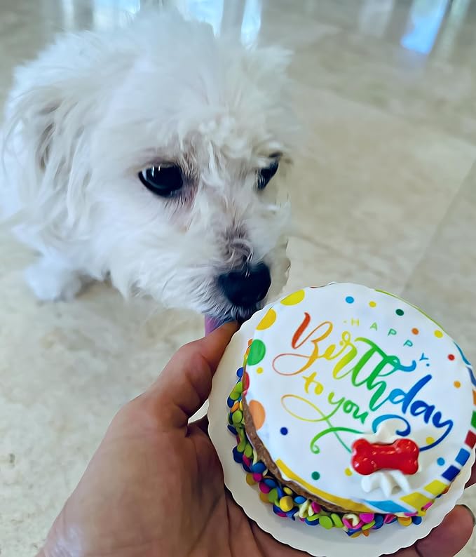 Dog Birthday Cake- Puppy Party Bright & Crunchy Cookie Treat- Bad to The Bone- Perfect Dog Party Cake Boxed & Decorated
