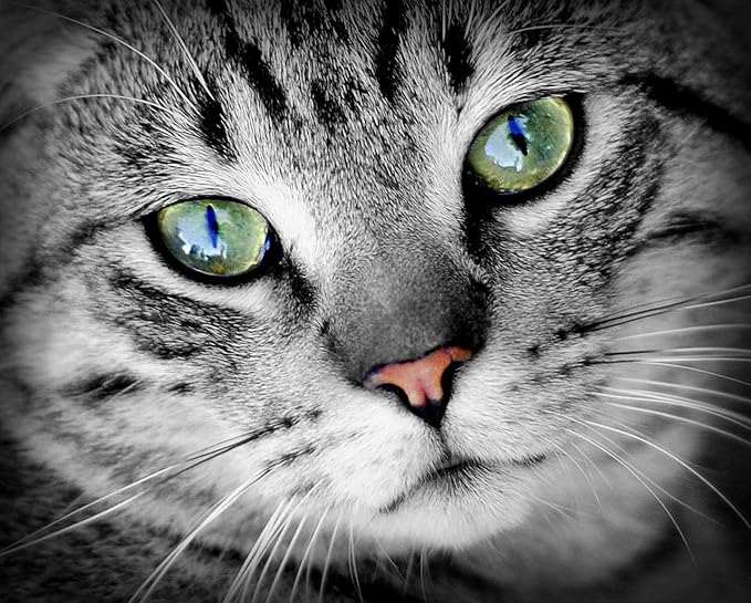 cat antioxidant Supplements - Cats Eye Health Complex - Advanced Formula for Eye Sight - Immune Boost - cat quercetin - 2 Bottles (120 Tablets)