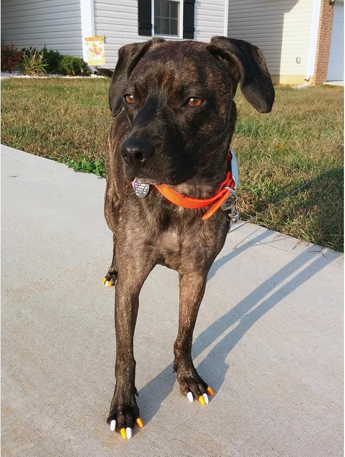 Soft Nail Caps 60 Packs for Cats - Black Holographic Glitter Large