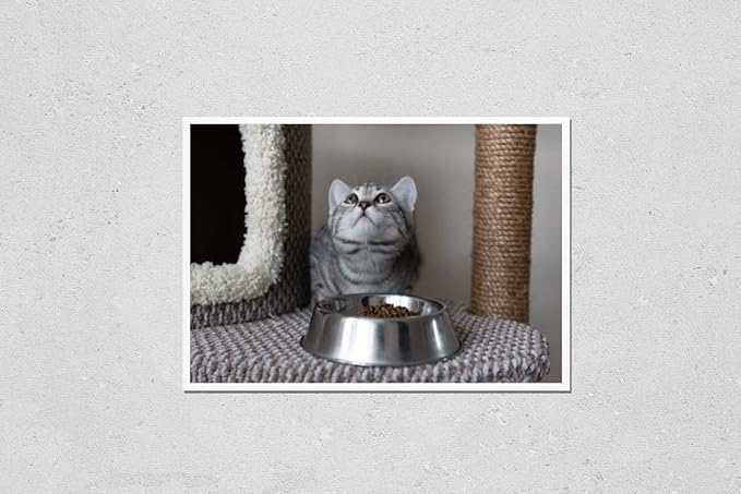 Wall Art Poster Print of Small Adorable Grey Striped Kitten Near the Plate With Cats Food. Selective Focus. Close-Up Cat Looking Up, Asking for Food. Cat Eating Dry and Wet Cat Foods from the Bowl