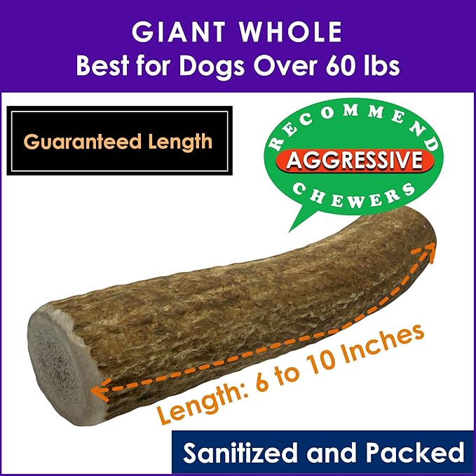 2-Pack Giant Whole Elk Antler Dog Chews for Large to Giant Dogs Over 60 lbs (6-10 Inch) | Heavy Chewer Dog Toys | Long Lasting Natural Bones for Aggressive Chewers