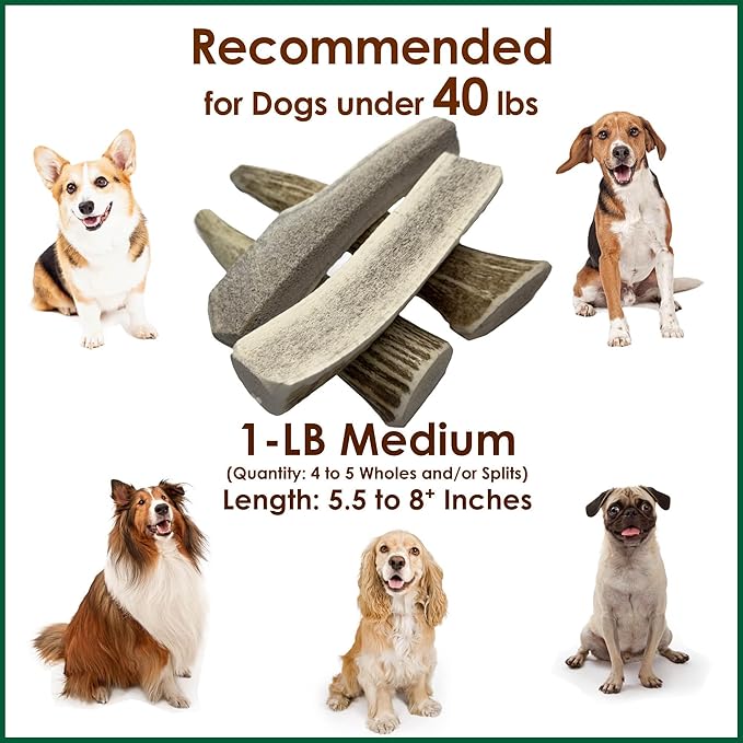 Elk Antler Chews for Dogs | Naturally Shed USA Collected Elk Antlers | All Natural A-Grade Premium Elk Antler Dog Chews | Product of USA, 2 Packs of 1 Pound Large Cuts