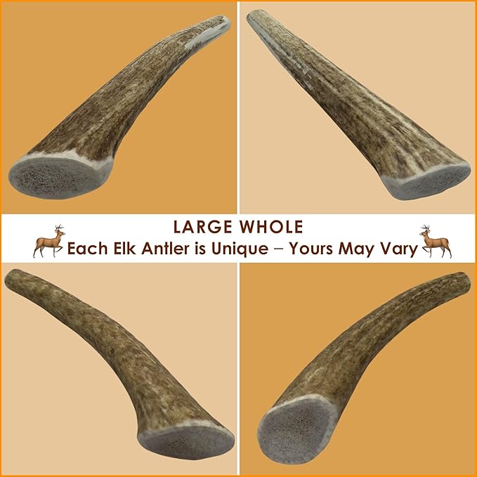 1-LB Large Whole Elk Antlers Dog Chews 6–9+ Inches for Medium & Large Dogs (30–80 lbs) – Long-Lasting Natural Treats for Aggressive Chewers