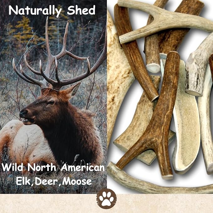 Top Dog Chews – USA Elk Antlers, Premium, Grade A, Thick, Elk Antlers for Extra Large, Large, or Medium Dogs, Natural, Long Lasting Dog Chew for Aggressive Chewers, 5 Pack