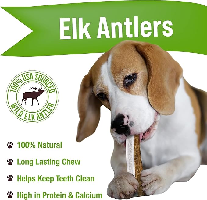 Buck Bone Organics Dog Chews, Antlers for Dogs, Premium Natural Elk, Long Lasting Dog Bones for Aggressive Chewers, No Preservatives, Wild Shed in The USA (Medium 2 Pack)