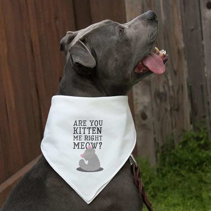 GRAPHICS & MORE are You Kitten Me Right Meow Cat Dog Pet Bandana