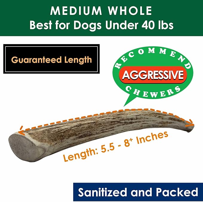 4-Pack Medium Whole Elk Antler Dog Chews, 5.5 to 8+ Inch Natural Long-Lasting Chew Bones for Small and Medium Dogs Under 40 lbs, Teeth Cleaning and Tartar Control