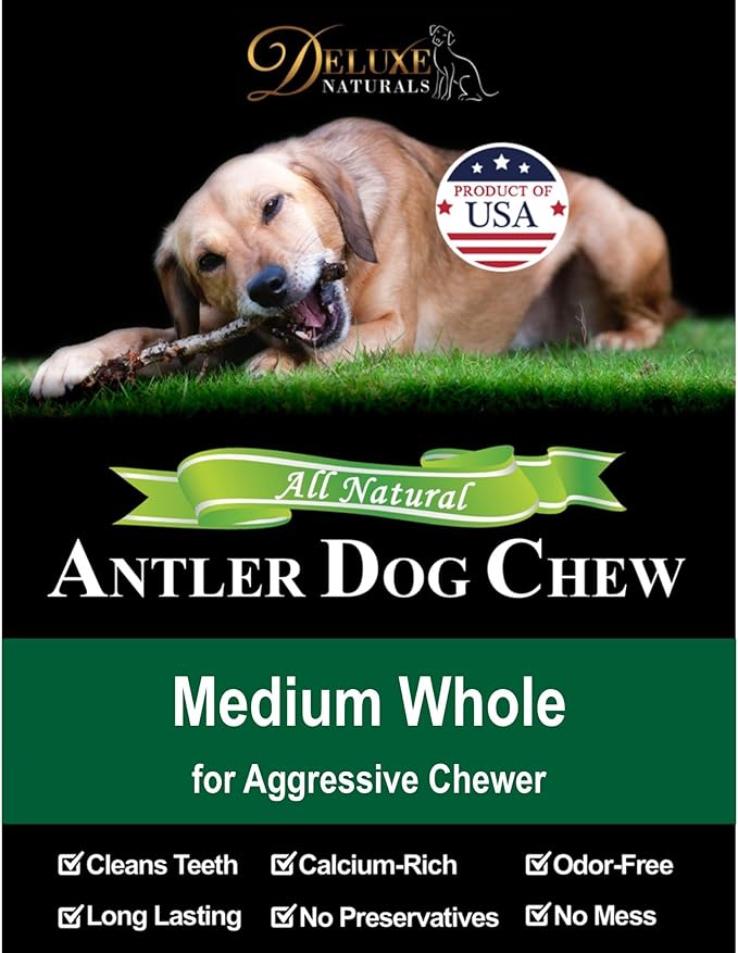 1-Pack Medium Whole Elk Antler Dog Chews (5.5 to 8+ in) – Long Lasting Natural Dog Bones for Moderate to Aggressive Chewers Under 40 lbs – Antlers for Dogs, Teeth Cleaning, No Rawhide