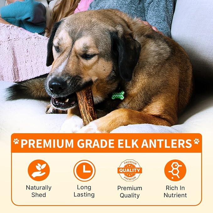 Tibetan Elk Antler for Dogs, Grade-A, 4"+ Premium Chews, Pack of 2, Naturally shed Healthy & Longer Lasting Aggressive chewers, USA Product Antler (Split)