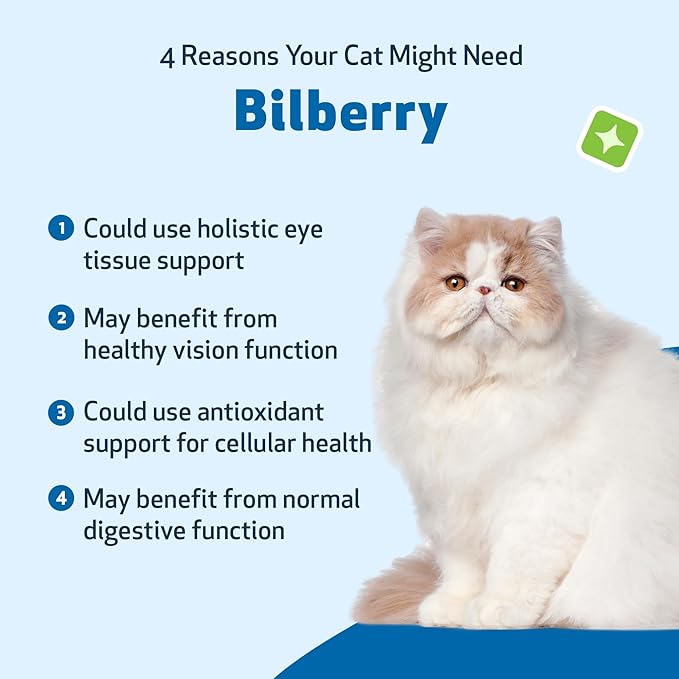 Pet Wellbeing Bilberry for Cats - Eye & Vision Support with Antioxidants, Capillary Health, Retinal Support - NASC Certified & Vet-Formulated - 2 oz Liquid