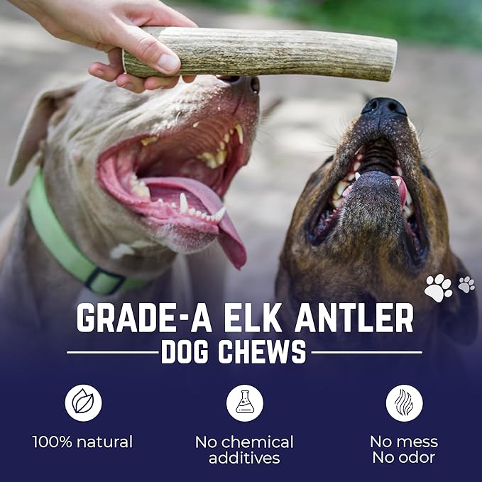 Devil Dog Pet Co. Elk Antlers for Dogs, Medium 5"+, 1 Pack, Grade A Long Lasting Chew for Aggressive Chewers, Premium USA Naturally Shed Antler – Healthy, No Odor, Durable Dog Chew