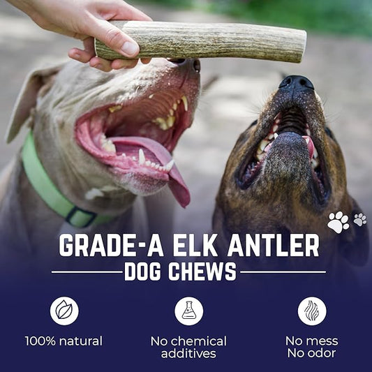 Devil Dog Pet Co. Elk Antlers for Dogs, Medium 5"+, 1 Pack, Grade A Long Lasting Chew for Aggressive Chewers, Premium USA Naturally Shed Antler – Healthy, No Odor, Durable Dog Chew