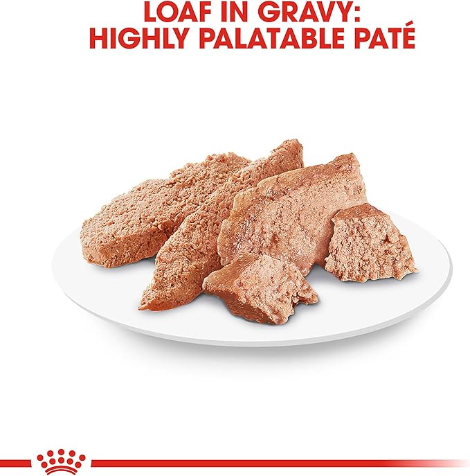 Royal Canin Feline Breed Nutrition Persian Adult Loaf in Sauce Cat Food, 3 oz (Pack of 24)