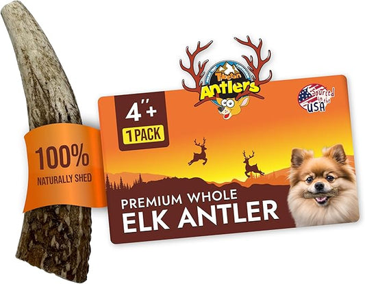 Tibetan Elk Antler for Dogs, Grade-A, 4"+ Premium Chews, Pack of 1, Naturally shed Healthy & Longer Lasting Aggressive chewers, USA Product Antler (Whole)