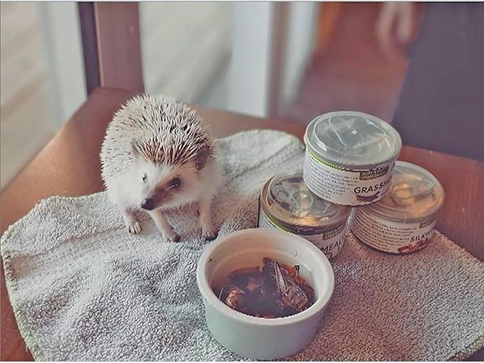 Canned Snails (6 Pack) - Healthy High Protein Insect Treat - Hedgehogs, Sugar Gliders, Reptiles, Wild Birds, Chickens, Lizards, Bearded Dragons, Skunks, Opossums, Fish, Amphibians, Turtles