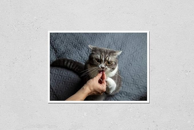 HardPress Wall Art Poster Print of A Funny Grey British Shorthaired Cat Reaches for Food. Favorite Pet Treat.