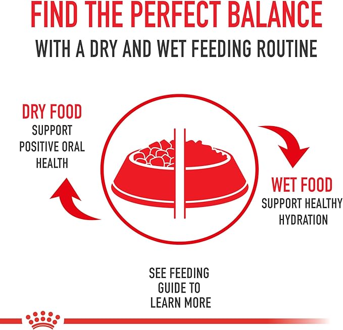 Royal Canin Feline Breed Nutrition Maine Coon Adult Thin Slices in Gravy Cat Food, 3 oz (Pack of 6)