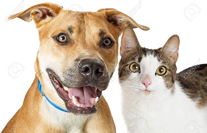 I LOVE MY PETS LLC cat Gum Protection - PET Teeth Health Complex - Dogs and Cats - Premium Care - Vitamin Supplement for Cats - 2 Bottle (120 Treats)