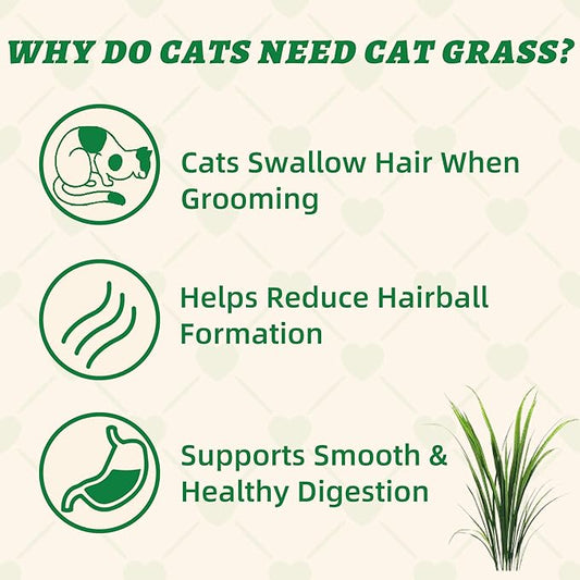 Wellix 13.05oz Organic Cat Grass Treats with Catnip & Salmon - Healthy Cat Treats for Indoor Cats - Hairball Control & Digestive Support - Kittens Training Snacks for Teeth Cleaning