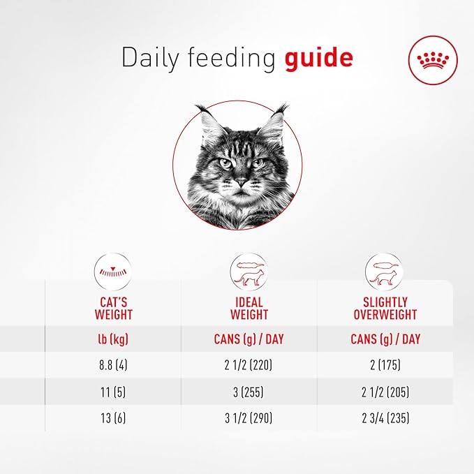 Royal Canin Feline Health Nutrition Aging 11+ Wet Cat Food for Seniors, Thin Slices in Gravy for Cats Over 11 Years, Supports Optimal Health & Vitality, 3 oz can, case of 12