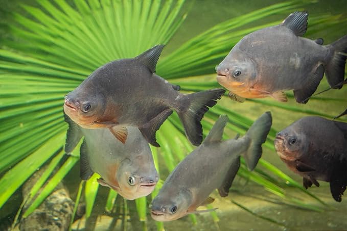 Aquatic Foods Inc. Artic Krill- Freeze Dried Krill for Oscars, Arowana, Lg Cichlids, Monster Fish, Marines, Koi, Land & Aquatic Turtles, Even Cats. Contains Color Enhancing Astaxanthin - 4oz Jar
