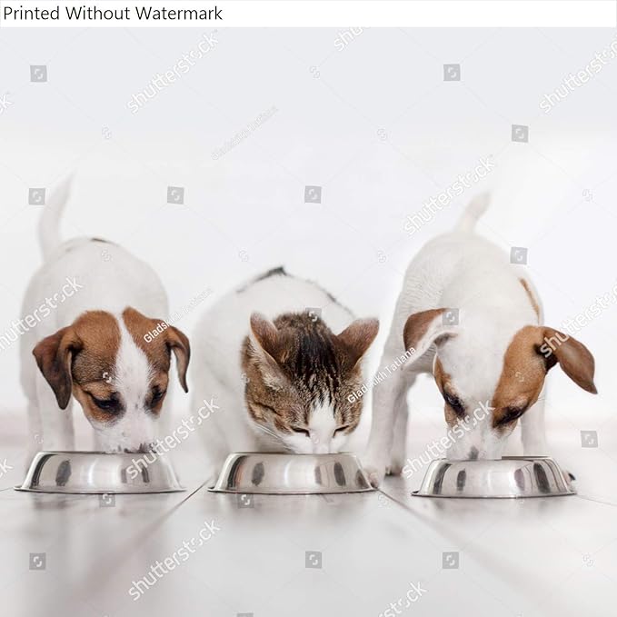 HardPress Wall Art Poster Print of Dog and Cat Eating Food. Puppy Eating Dogs Food. Pets at Home