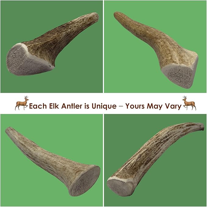 1-Pack Medium Whole Elk Antler Dog Chews (5.5 to 8+ in) – Long Lasting Natural Dog Bones for Moderate to Aggressive Chewers Under 40 lbs – Antlers for Dogs, Teeth Cleaning, No Rawhide