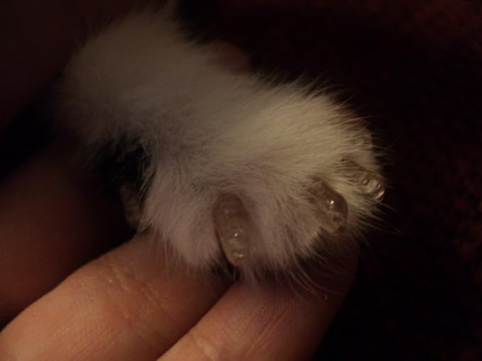 HDP Kitty or Doggy Nails Caps Size:Medium Color:Purple