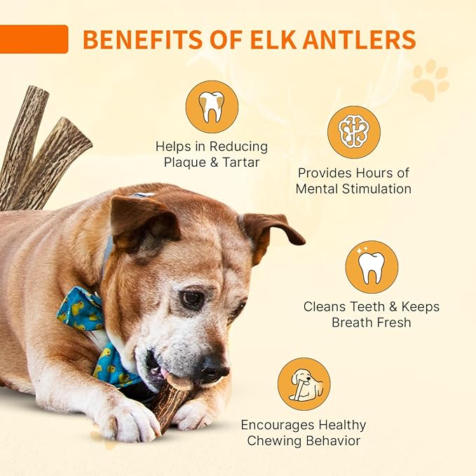 Tibetan Elk Antler for Large Dogs, Grade-A, Premium Chews, Naturally shed Healthy & Longer Lasting Aggressive chewers, USA Product Split Antler (Whole)
