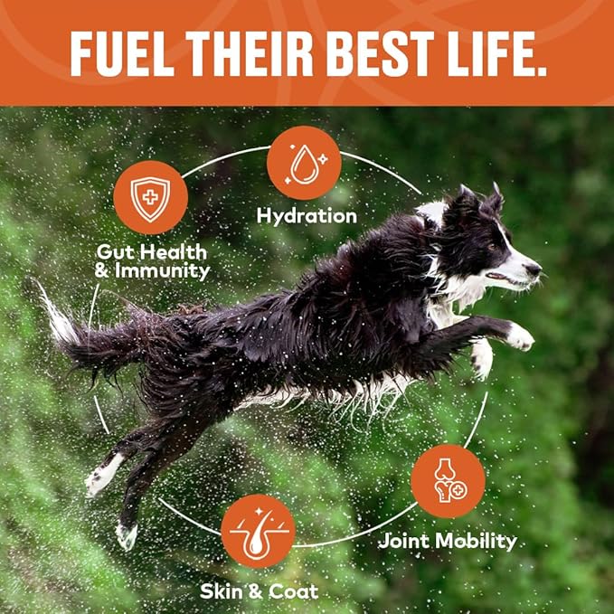 Chicken Bone Broth Concentrate for Dogs - Collagen Protein Supplement for Digestion, Mobility, Coat, Immune System, Joints - Healthy Dog Food Topper - Human Grade, Made in USA (16 oz, 30 Servings)